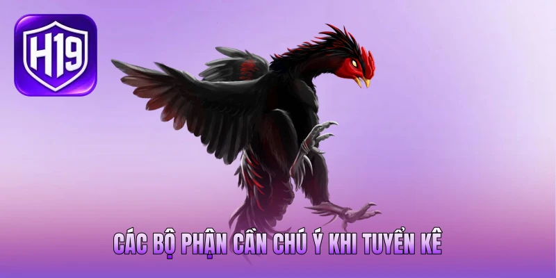 Các bộ phận cần chú ý khi tuyển kê