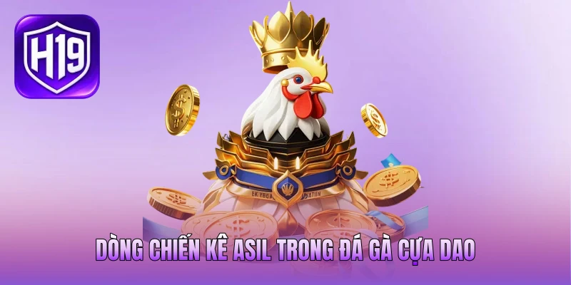 Dòng chiến kê Asil trong đá gà cựa dao