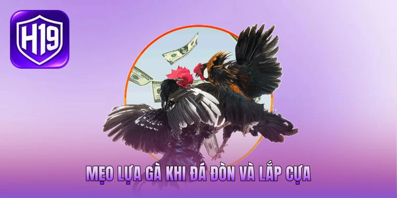 Mẹo lựa gà khi đá đòn và lắp cựa