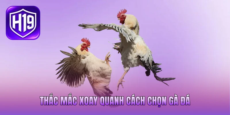 Thắc mắc xoay quanh cách chọn gà đá