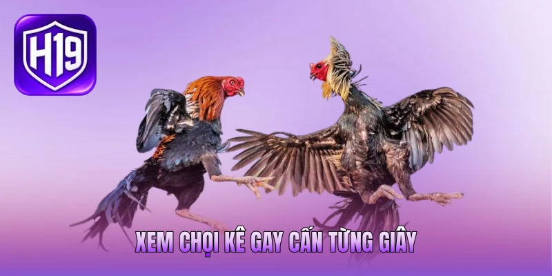Xem chọi kê gay cấn từng giây